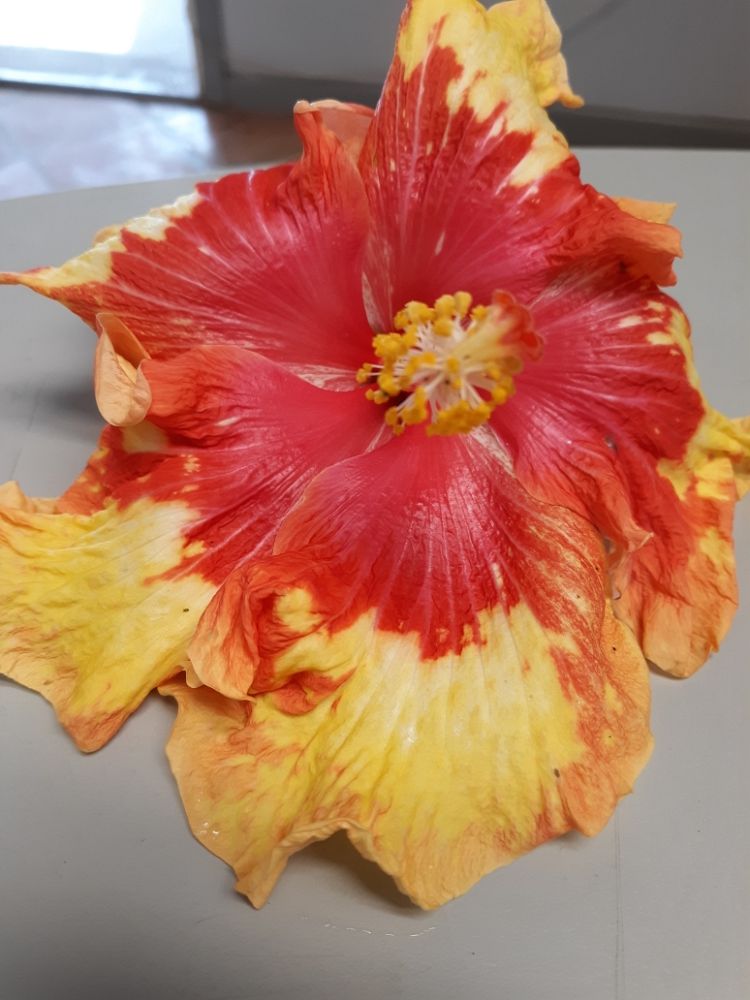 hibiscus-rosa-sinensis-volcano-tropical-hibiscus