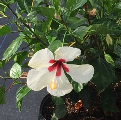 hibiscus-rosa-sinensis-white-wings-tropical-hibiscus