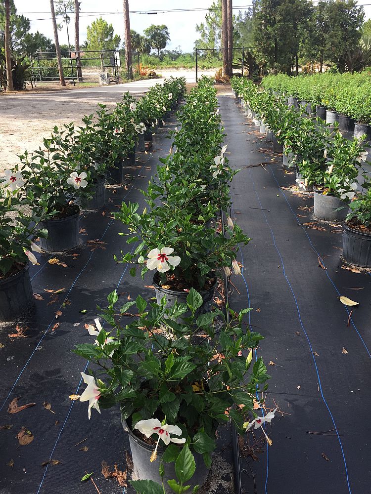 hibiscus-rosa-sinensis-white-wings-tropical-hibiscus