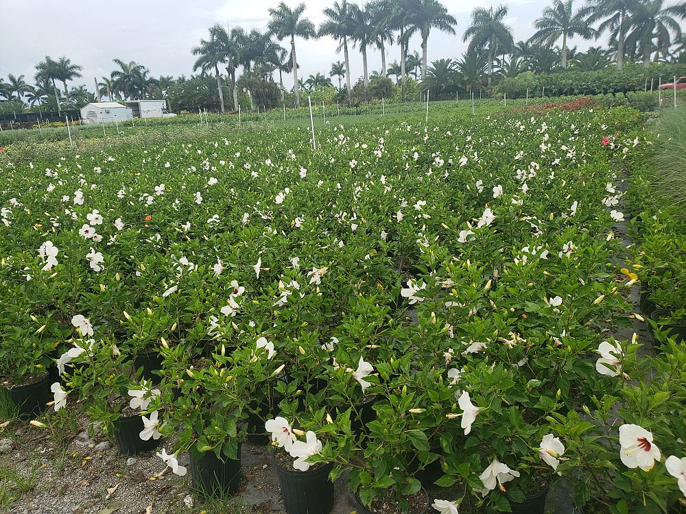 hibiscus-rosa-sinensis-white-wings-tropical-hibiscus