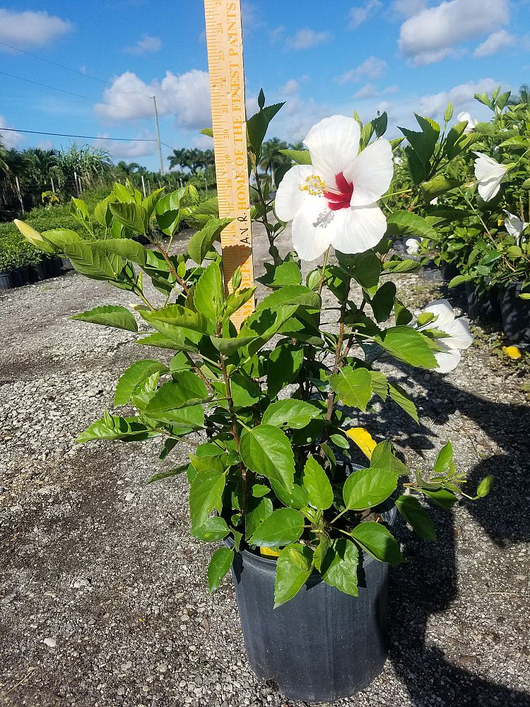hibiscus-rosa-sinensis-white-wings-tropical-hibiscus
