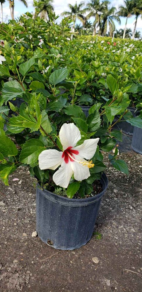 hibiscus-rosa-sinensis-white-wings-tropical-hibiscus
