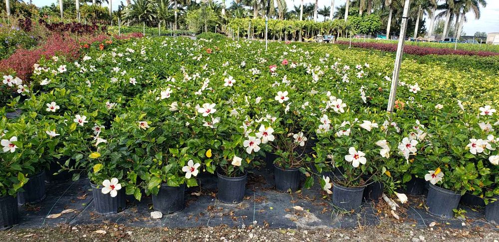 hibiscus-rosa-sinensis-white-wings-tropical-hibiscus