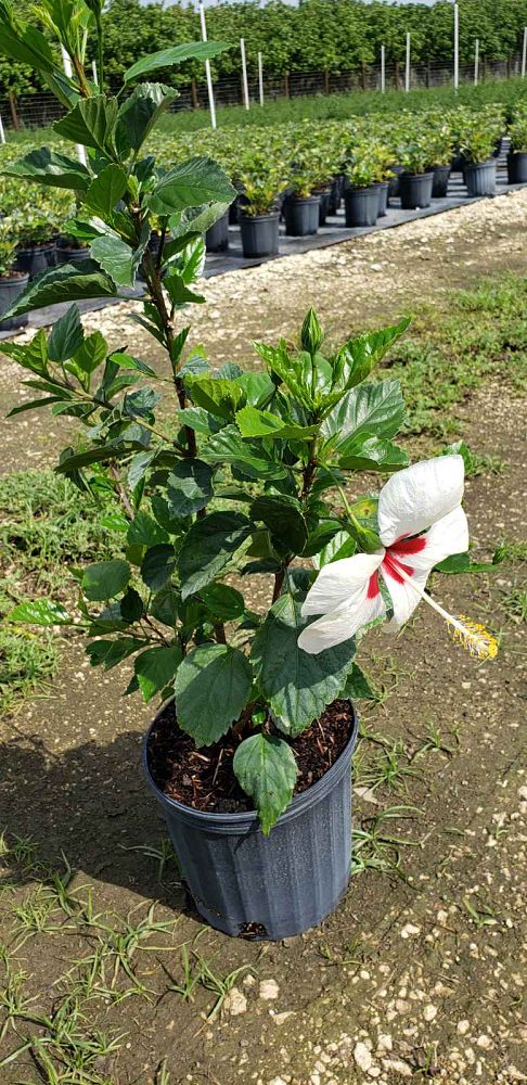 hibiscus-rosa-sinensis-white-wings-tropical-hibiscus