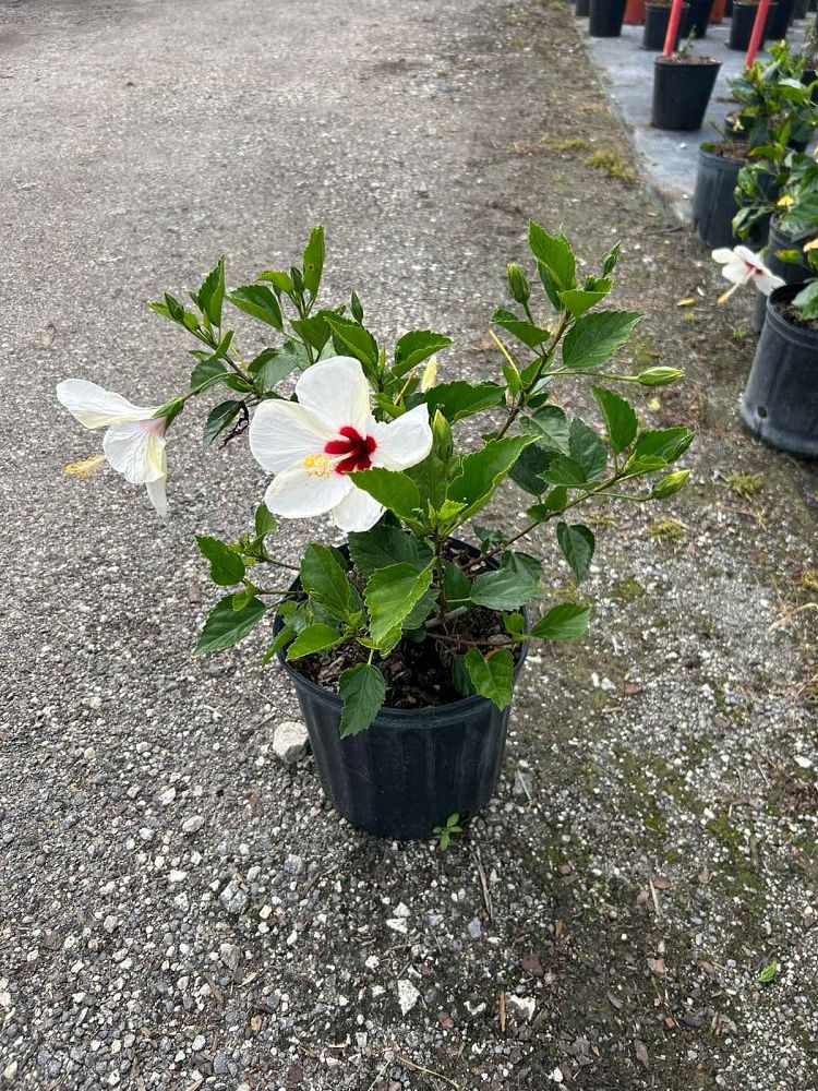 hibiscus-rosa-sinensis-white-wings-tropical-hibiscus