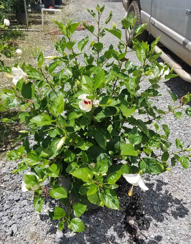 hibiscus-rosa-sinensis-white-wings-tropical-hibiscus