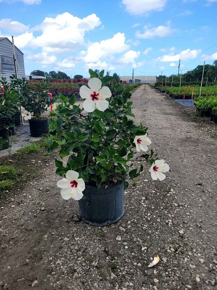 hibiscus-rosa-sinensis-white-wings-tropical-hibiscus