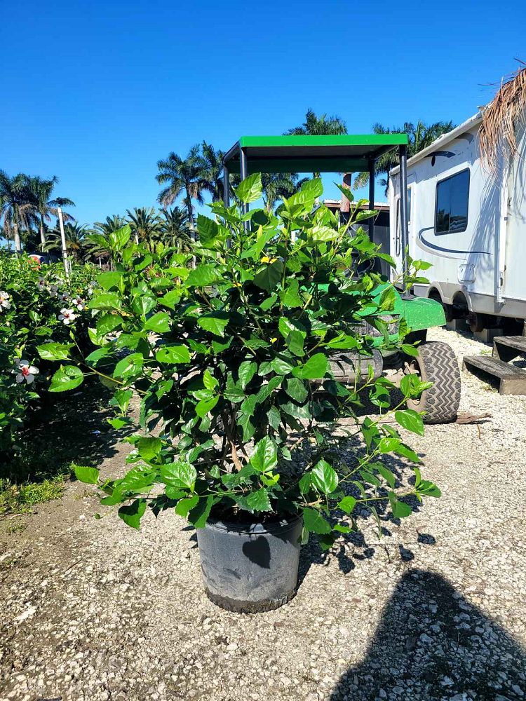 hibiscus-rosa-sinensis-white-wings-tropical-hibiscus