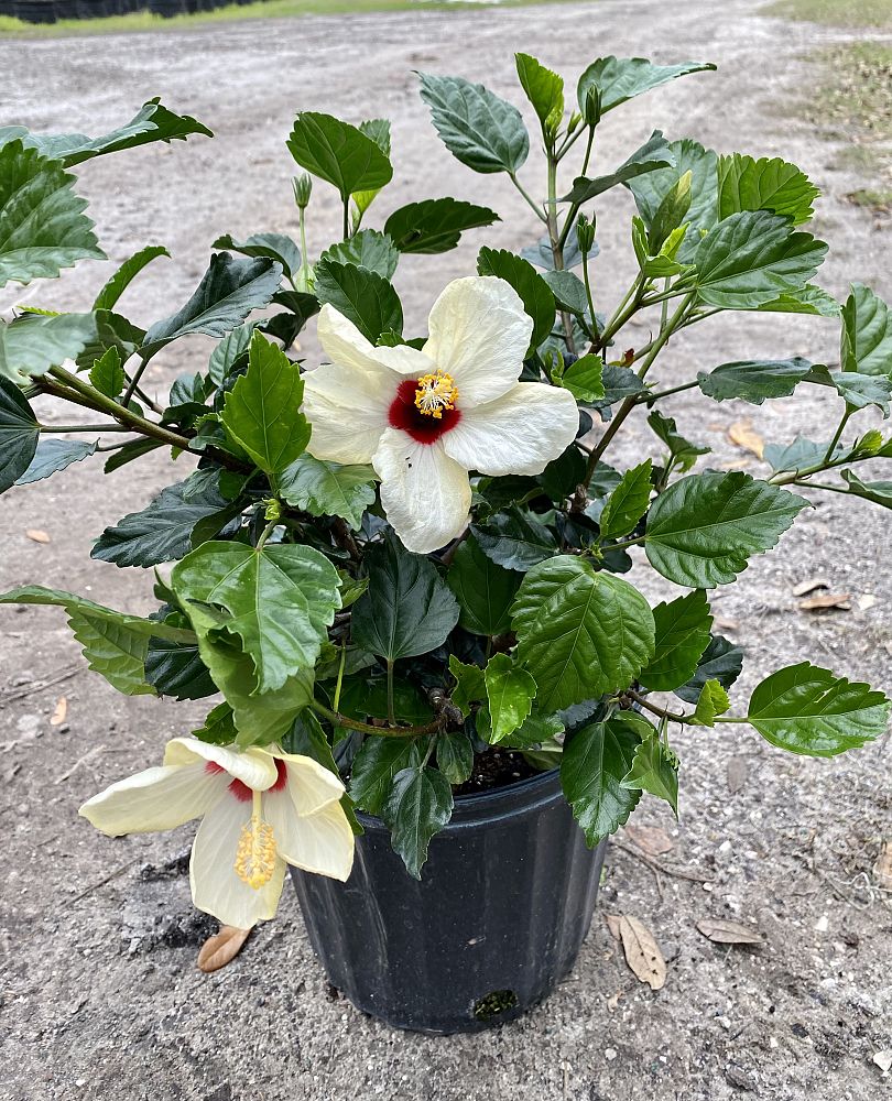 hibiscus-rosa-sinensis-white-wings-tropical-hibiscus