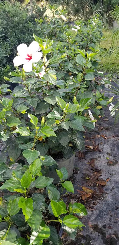 hibiscus-rosa-sinensis-white-wings-tropical-hibiscus