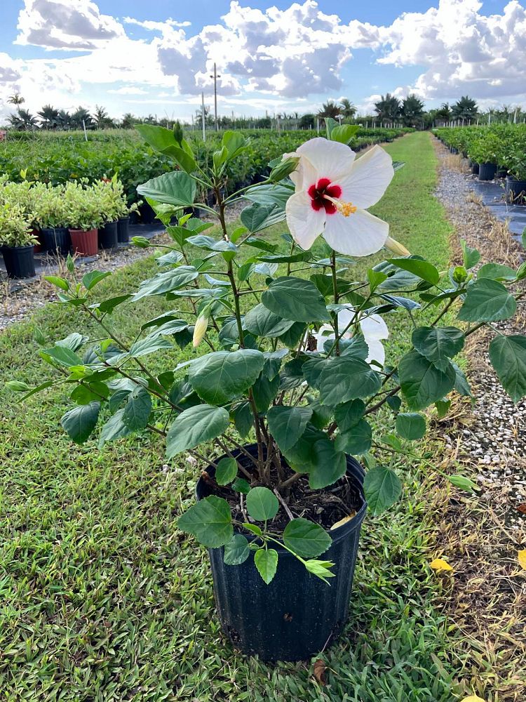 hibiscus-rosa-sinensis-white-wings-tropical-hibiscus