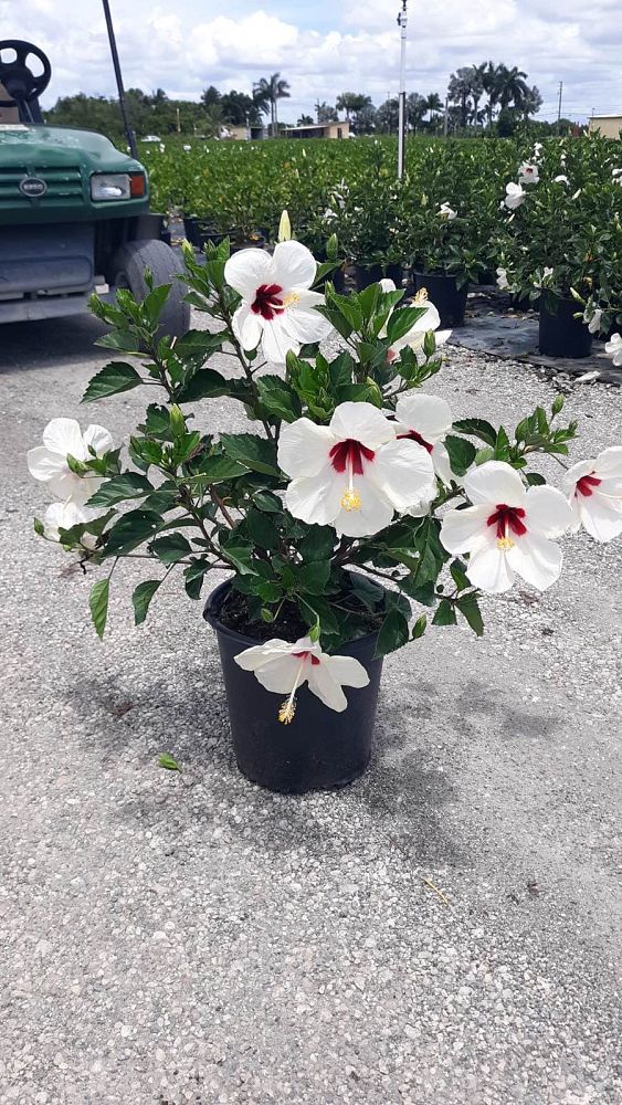 hibiscus-rosa-sinensis-white-wings-tropical-hibiscus