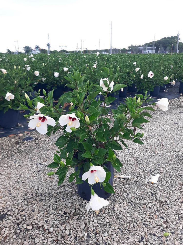 hibiscus-rosa-sinensis-white-wings-tropical-hibiscus