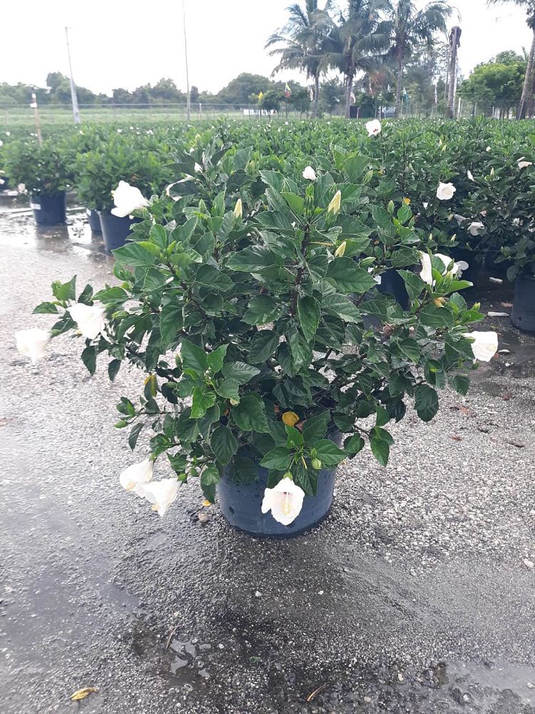 hibiscus-rosa-sinensis-white-wings-tropical-hibiscus
