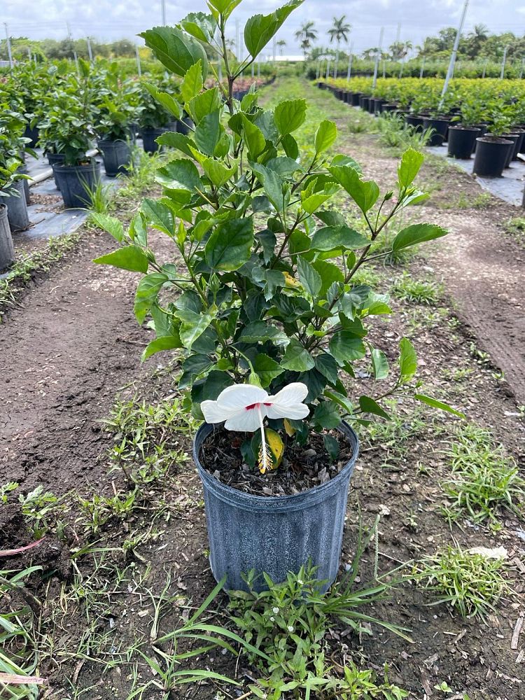 hibiscus-rosa-sinensis-white-wings-tropical-hibiscus