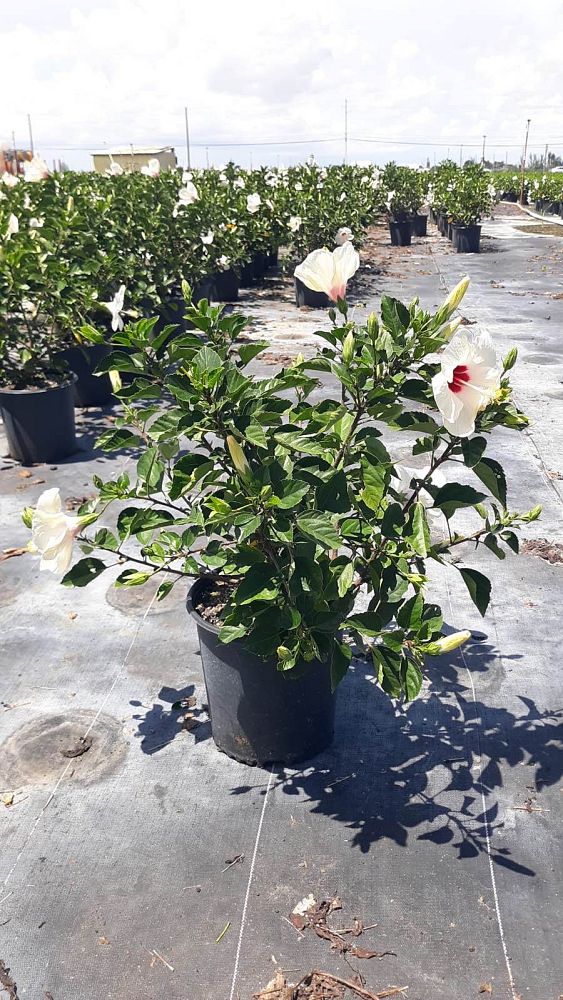 hibiscus-rosa-sinensis-white-wings-tropical-hibiscus