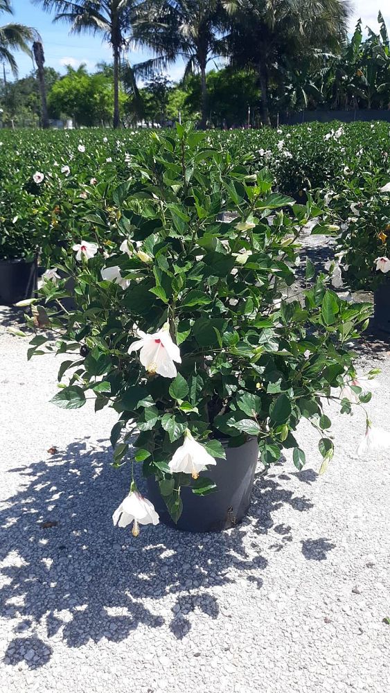 hibiscus-rosa-sinensis-white-wings-tropical-hibiscus
