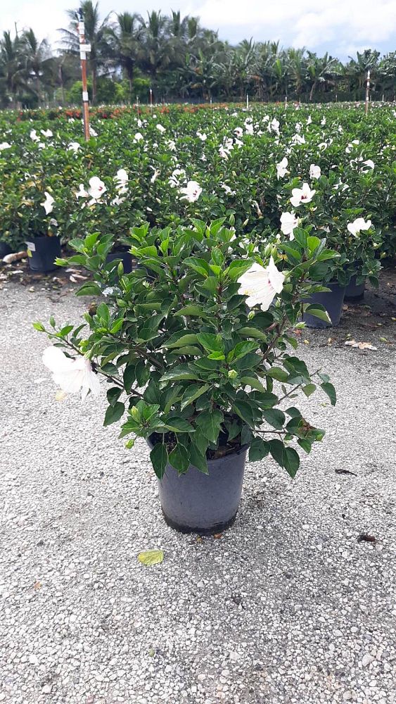hibiscus-rosa-sinensis-white-wings-tropical-hibiscus