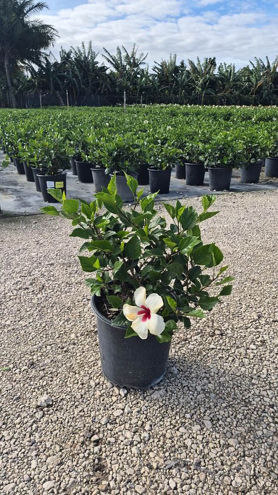 hibiscus-rosa-sinensis-white-wings-tropical-hibiscus