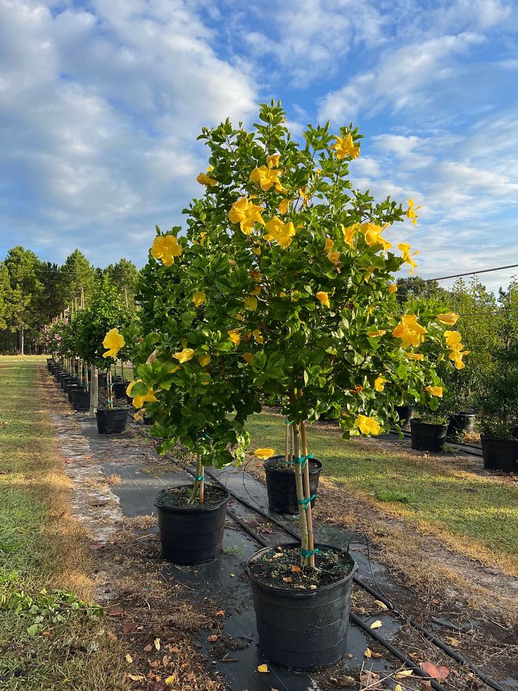 hibiscus-rosa-sinensis-yellow-moon-tropical-hibiscus