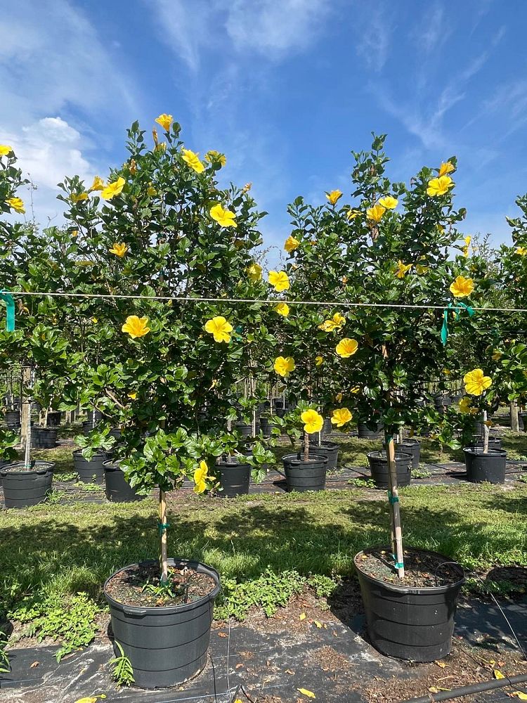 hibiscus-rosa-sinensis-yellow-moon-tropical-hibiscus