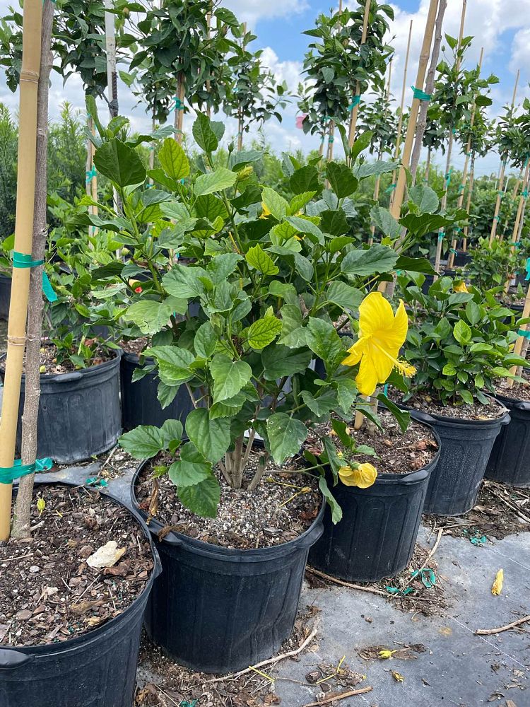 hibiscus-rosa-sinensis-yellow-tropical-hibiscus