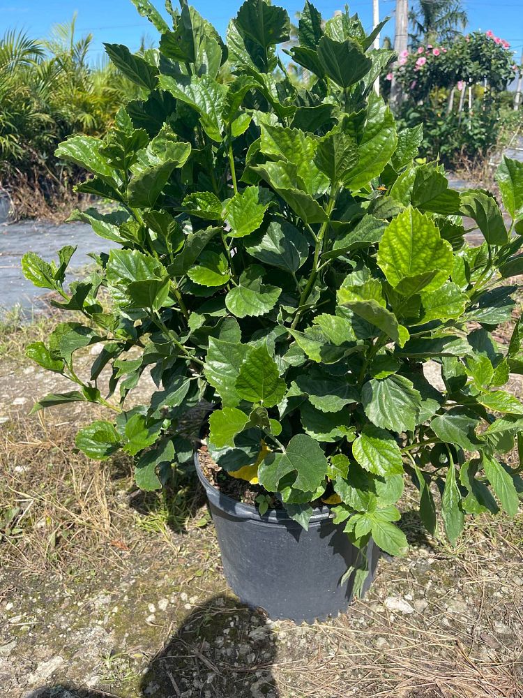 hibiscus-rosa-sinensis-yellow-tropical-hibiscus