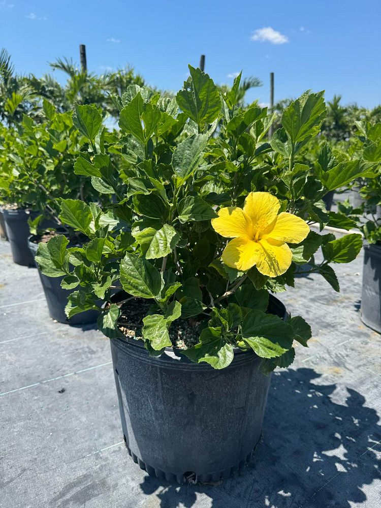 hibiscus-rosa-sinensis-yellow-tropical-hibiscus
