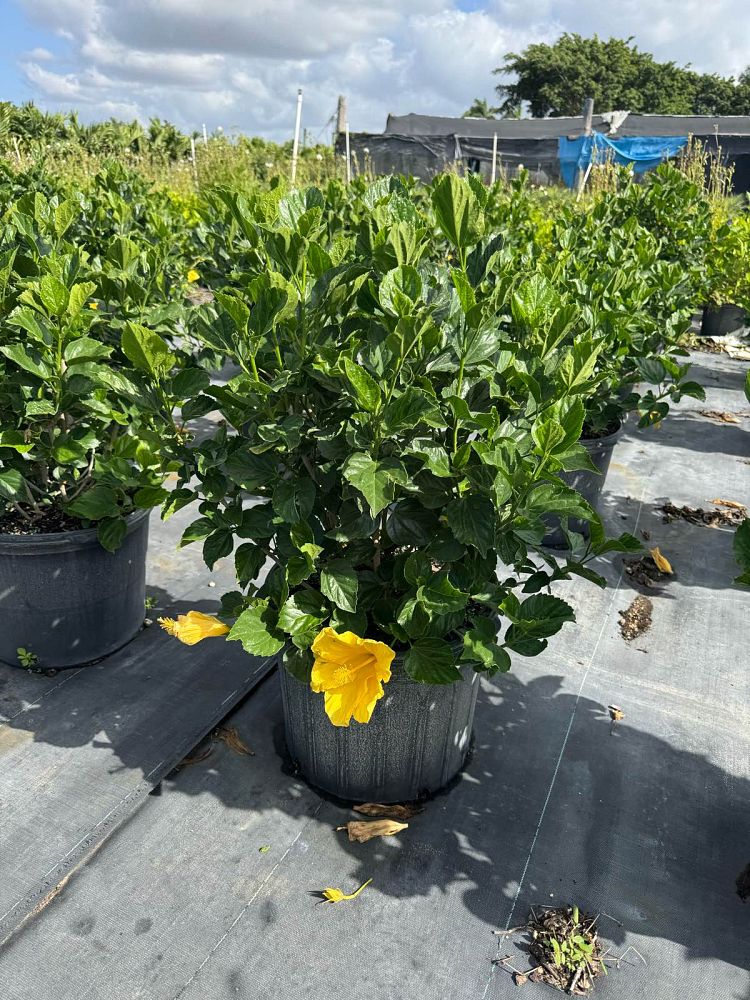hibiscus-rosa-sinensis-yellow-tropical-hibiscus