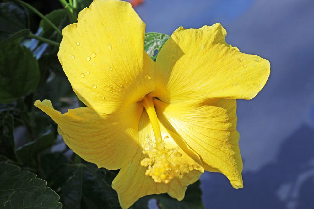 hibiscus-rosa-sinensis-yellow-tropical-hibiscus