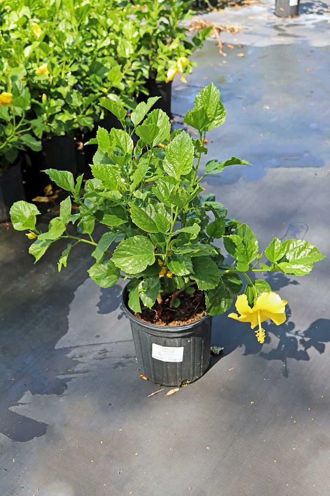 hibiscus-rosa-sinensis-yellow-tropical-hibiscus