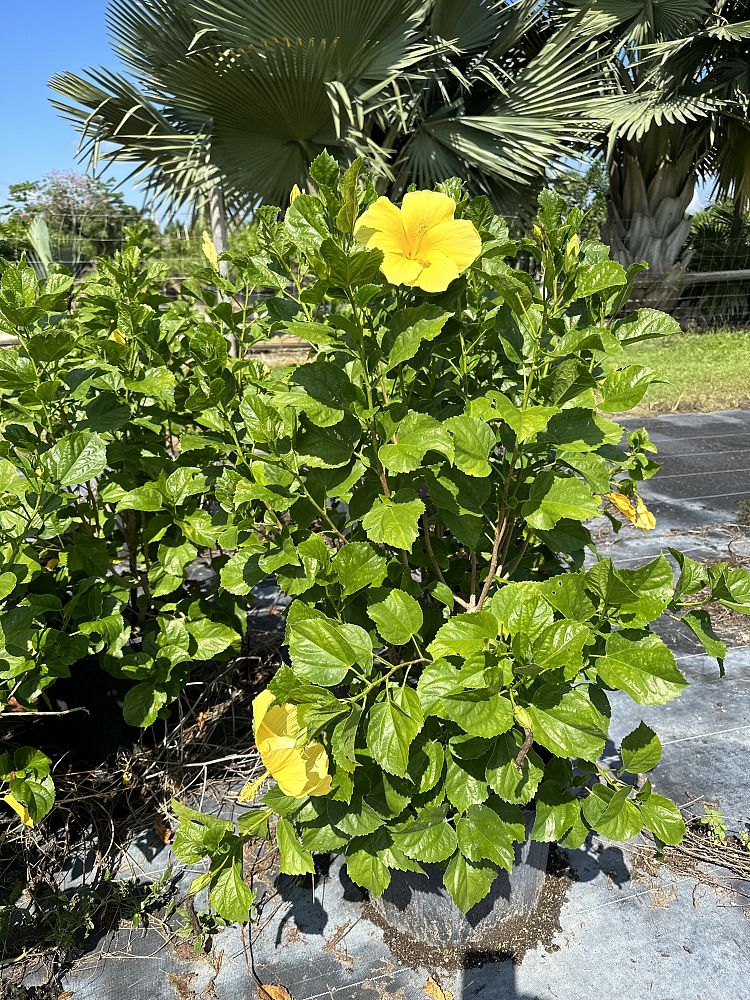 hibiscus-rosa-sinensis-yellow-tropical-hibiscus