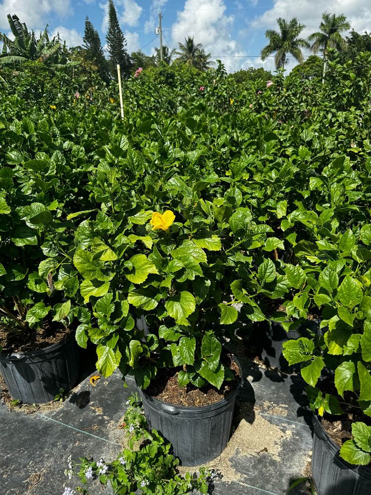 hibiscus-rosa-sinensis-yellow-tropical-hibiscus
