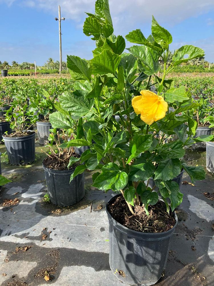 hibiscus-rosa-sinensis-yellow-tropical-hibiscus