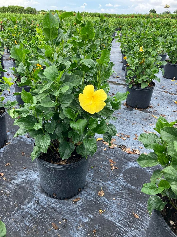 hibiscus-rosa-sinensis-yellow-tropical-hibiscus