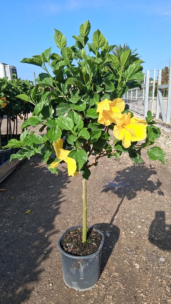hibiscus-rosa-sinensis-yellow-tropical-hibiscus