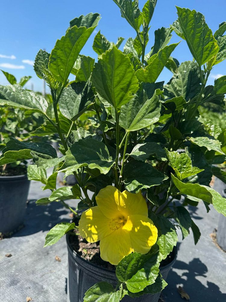 hibiscus-rosa-sinensis-yellow-tropical-hibiscus