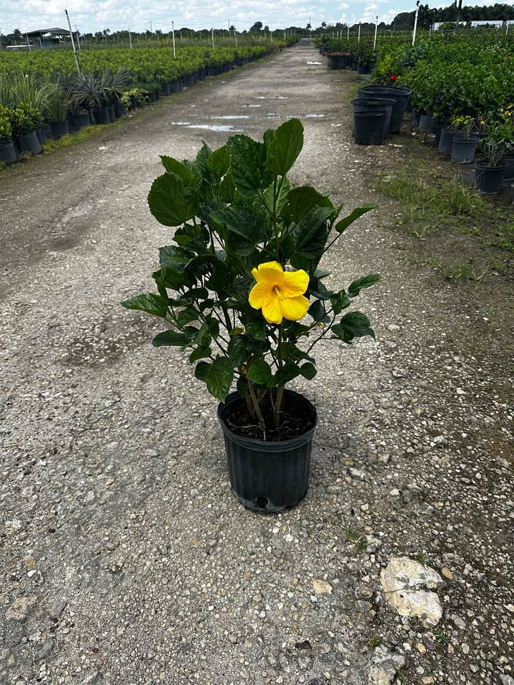 hibiscus-rosa-sinensis-yellow-tropical-hibiscus