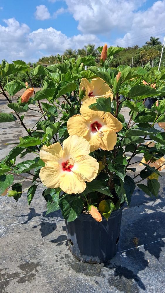 hibiscus-rosa-sinensis-yellow-wing-tropical-hibiscus