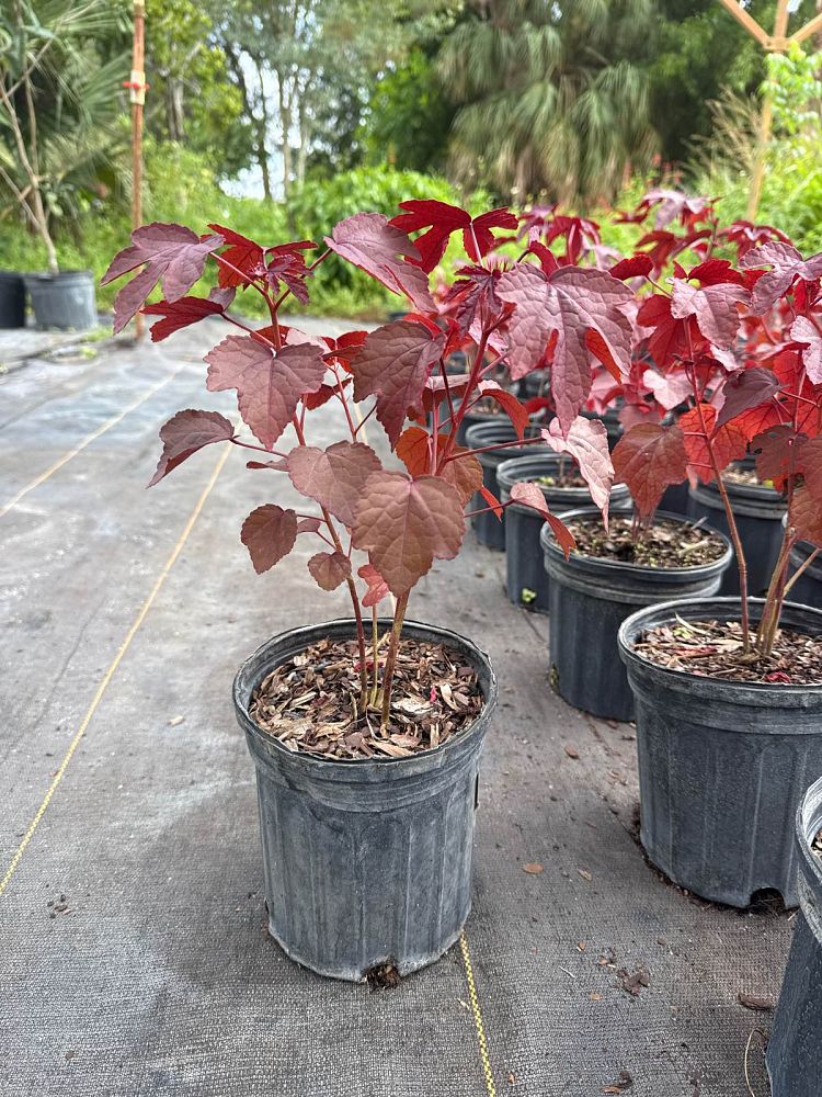 hibiscus-sabdariffa-jamaican-cocktail-florida-cranberry-jamaican-tea-maple-leaf-hibiscus-october-hibiscus-roselle
