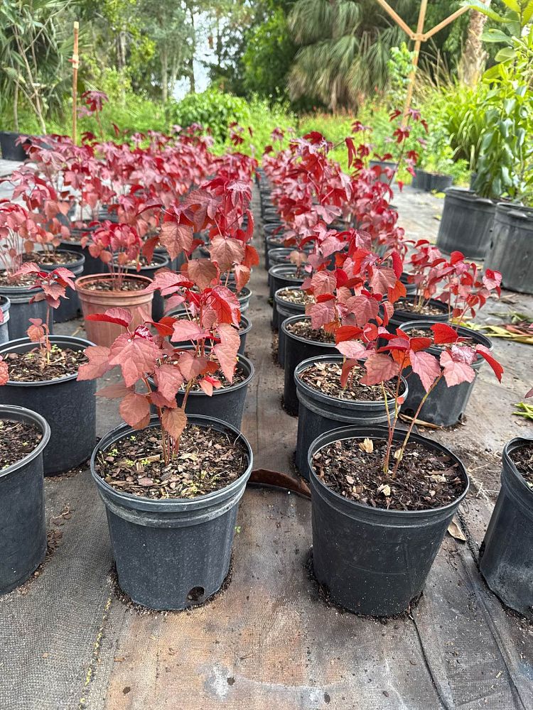 hibiscus-sabdariffa-jamaican-cocktail-florida-cranberry-jamaican-tea-maple-leaf-hibiscus-october-hibiscus-roselle