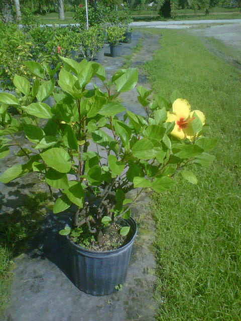 hibiscus-sanibel