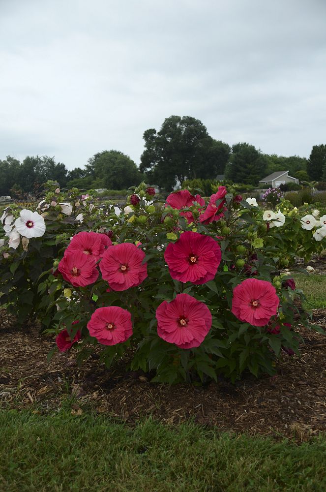 hibiscus-summer-in-paradise-rose-mallow