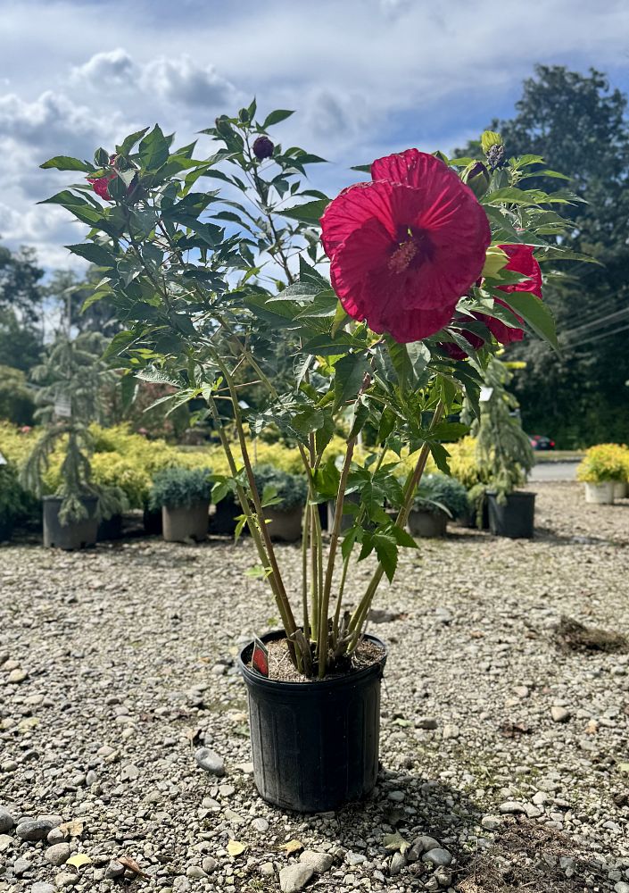 hibiscus-summer-in-paradise-rose-mallow