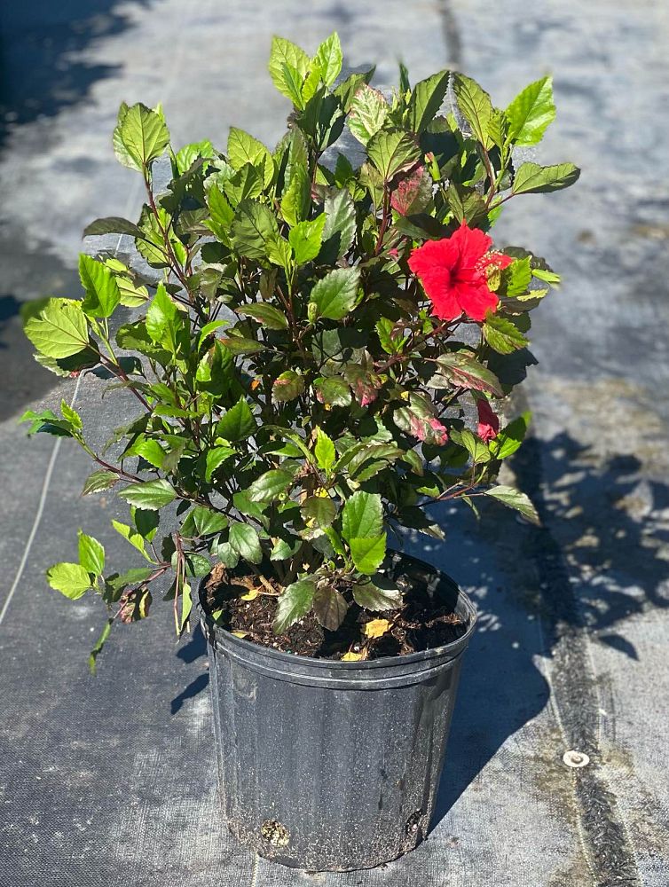 hibiscus-super-red-hot