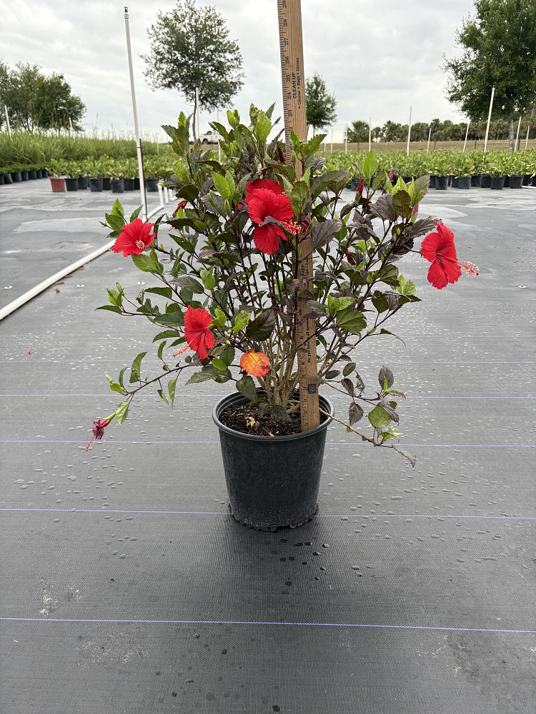 hibiscus-super-red-hot