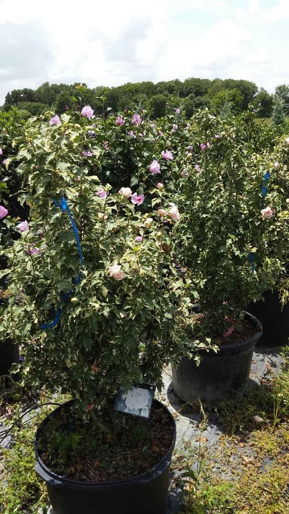 hibiscus-syriacus-american-irene-scott-sugar-tip-rose-of-sharon-althea