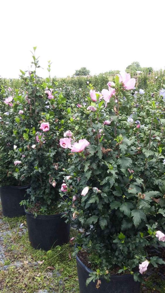 hibiscus-syriacus-aphrodite-rose-of-sharon-althea
