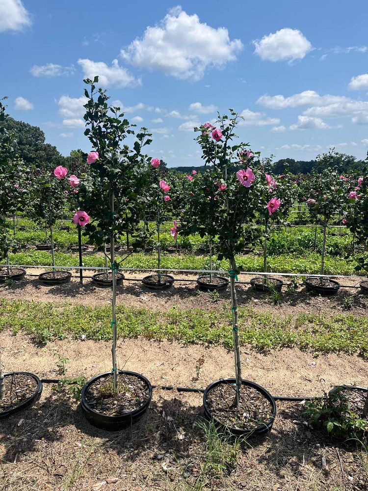 hibiscus-syriacus-aphrodite-rose-of-sharon-althea