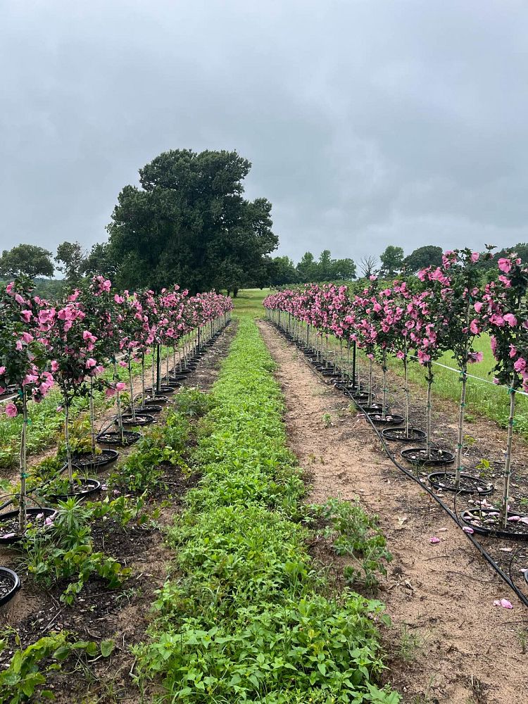 hibiscus-syriacus-aphrodite-rose-of-sharon-althea